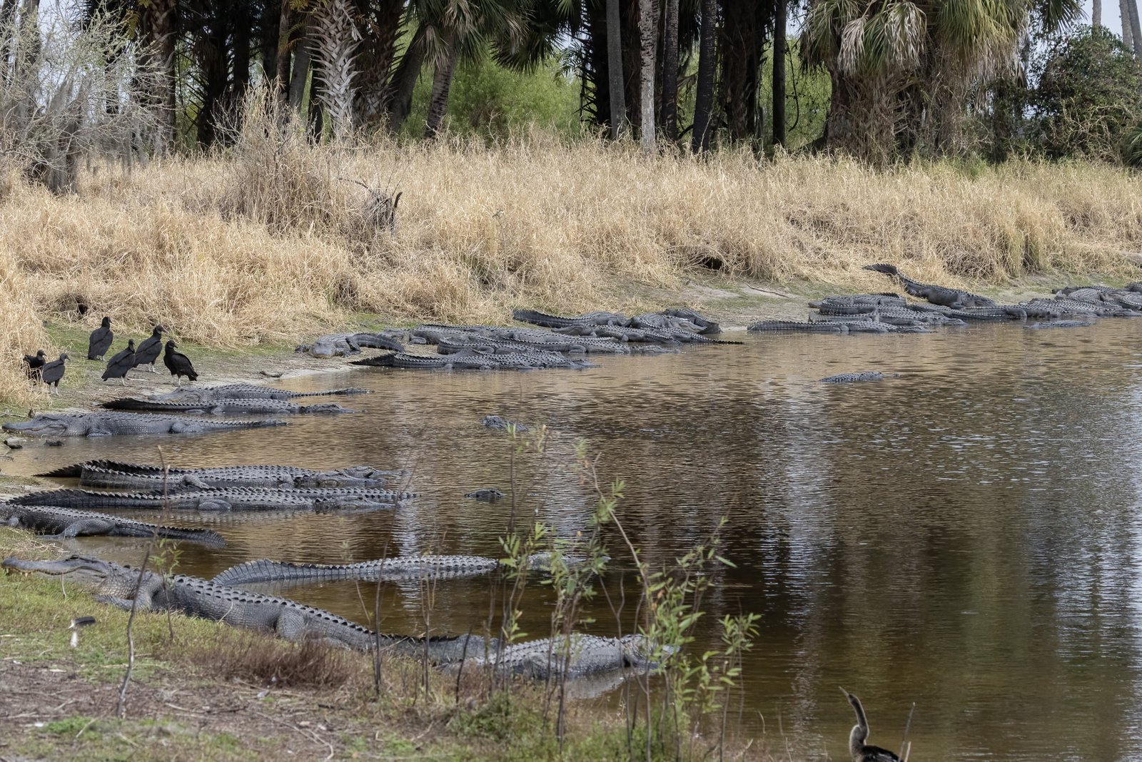 Large Group Of Alligators Resting Along Bank Of Pond