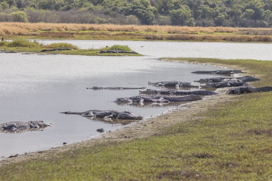 Large Group Of Alligators Sunning On Waters Edge