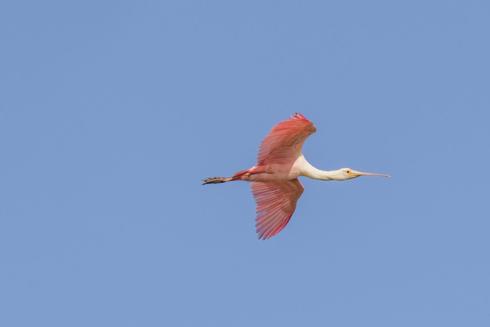 Roseate Spoonbill Flying By