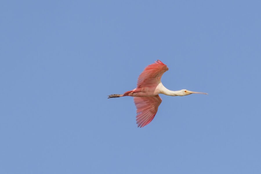 Roseate Spoonbill Flying By