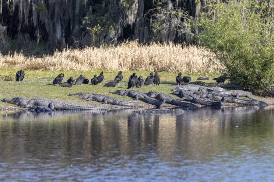 Several Alligators Resting With Black Vultures