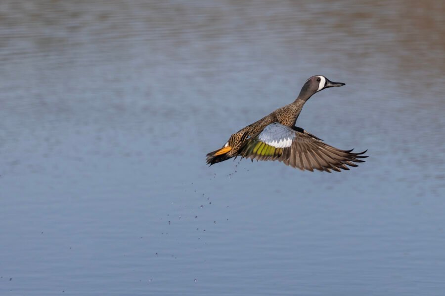 Blue Winged Teal Drake Launching Off Water