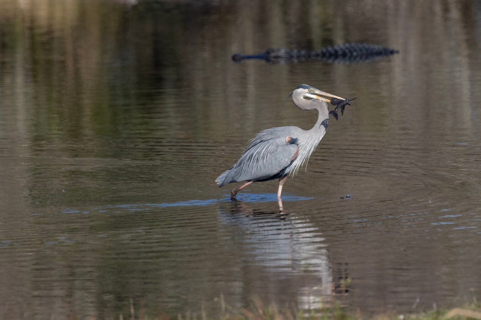 Great Blue Heron With Fish Moving Away From Alligator