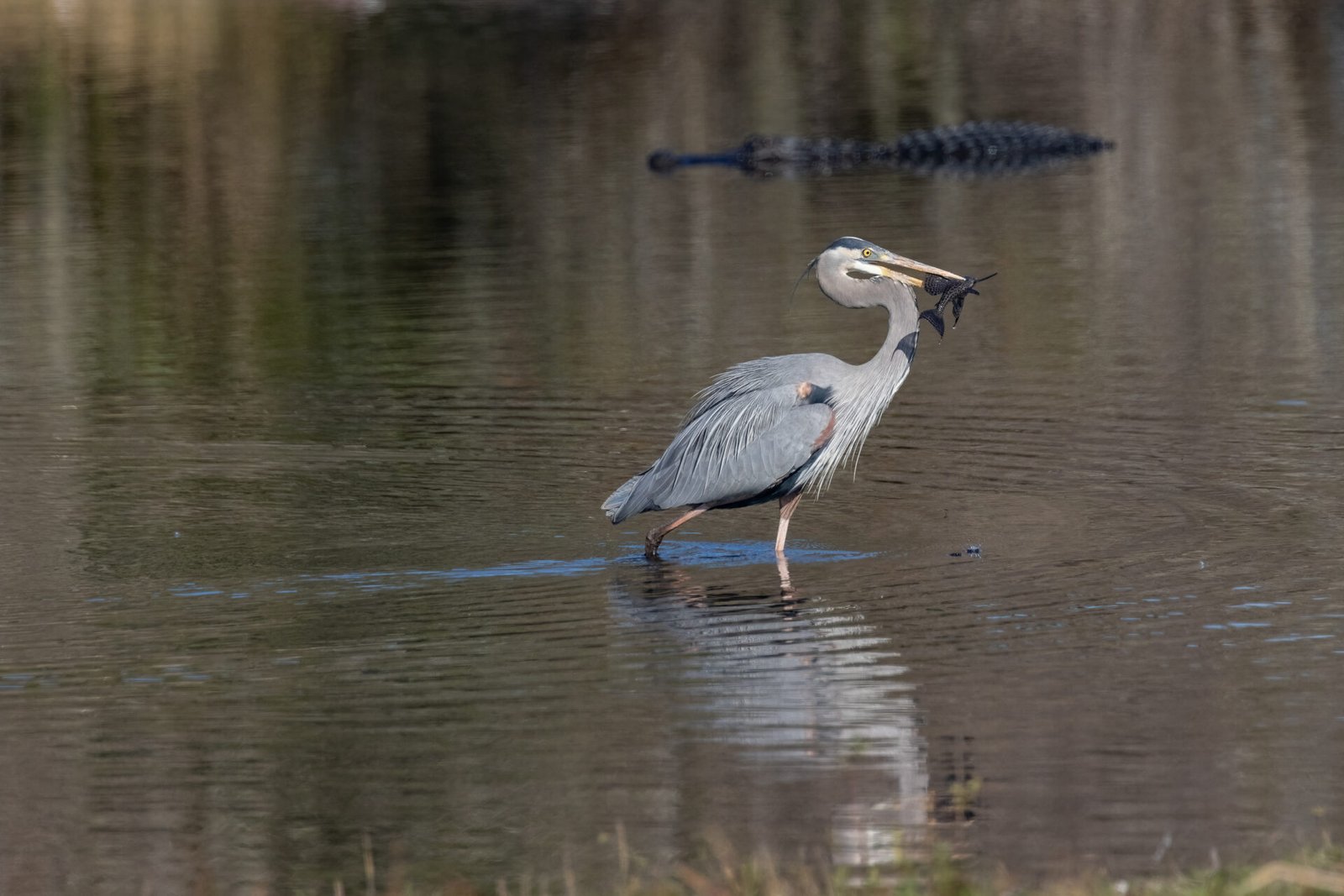 Great Blue Heron With Fish Moving Away From Alligator