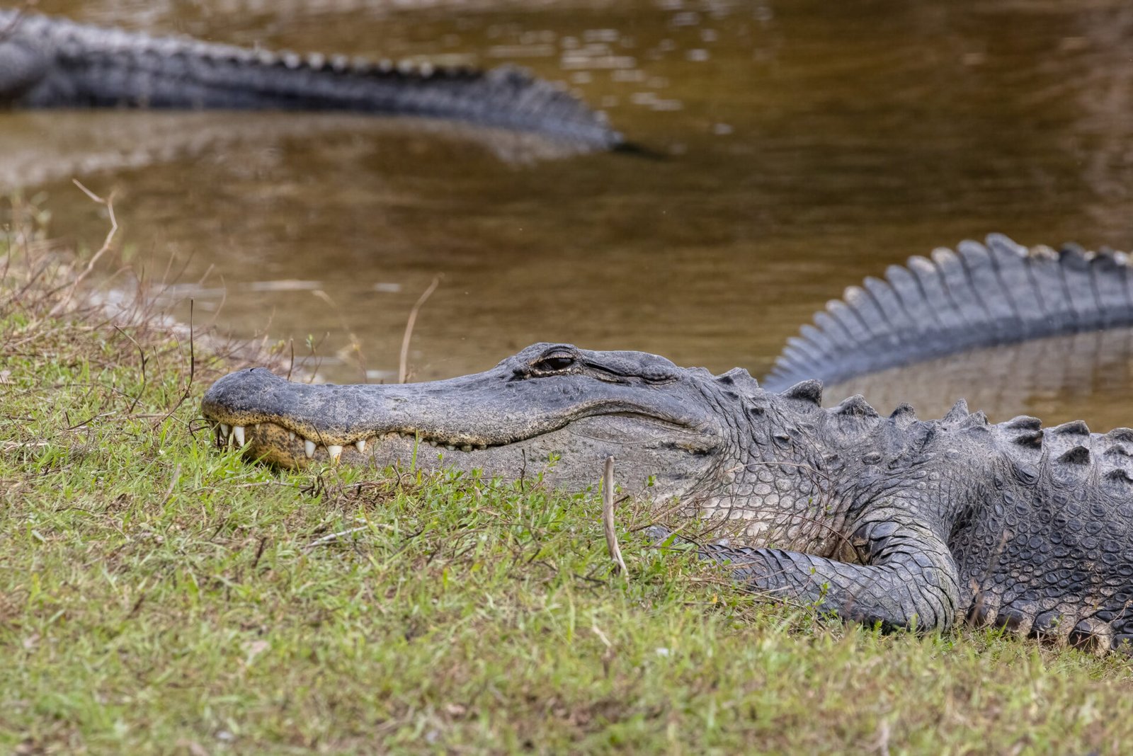 Large Alligator On Watch