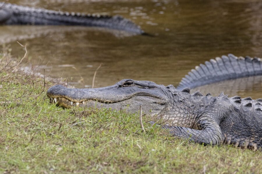 Large Alligator On Watch