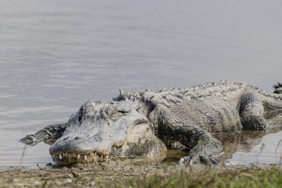 Large Alligator Taking A Nap