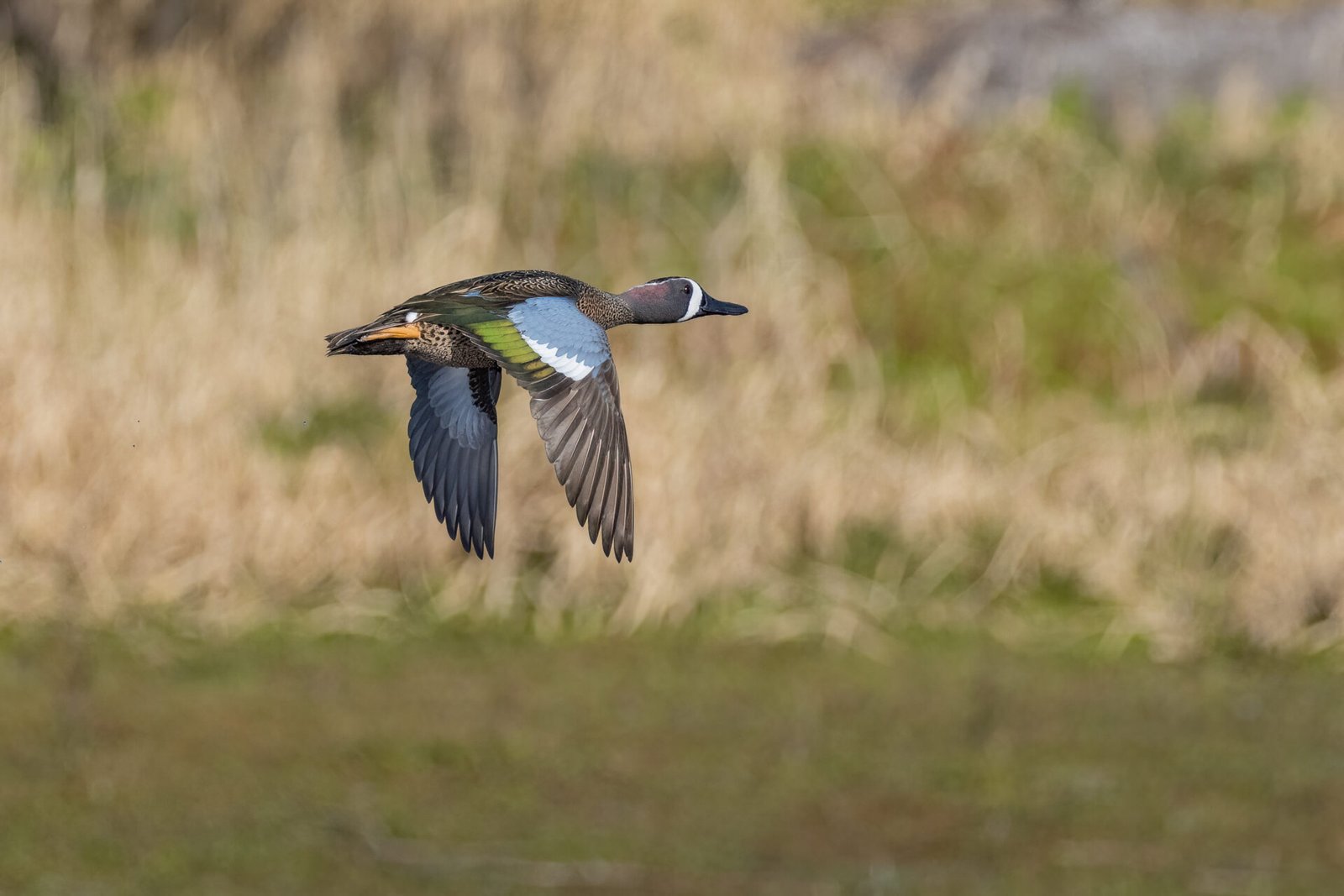 Blue Winged Teal Drake Flying By