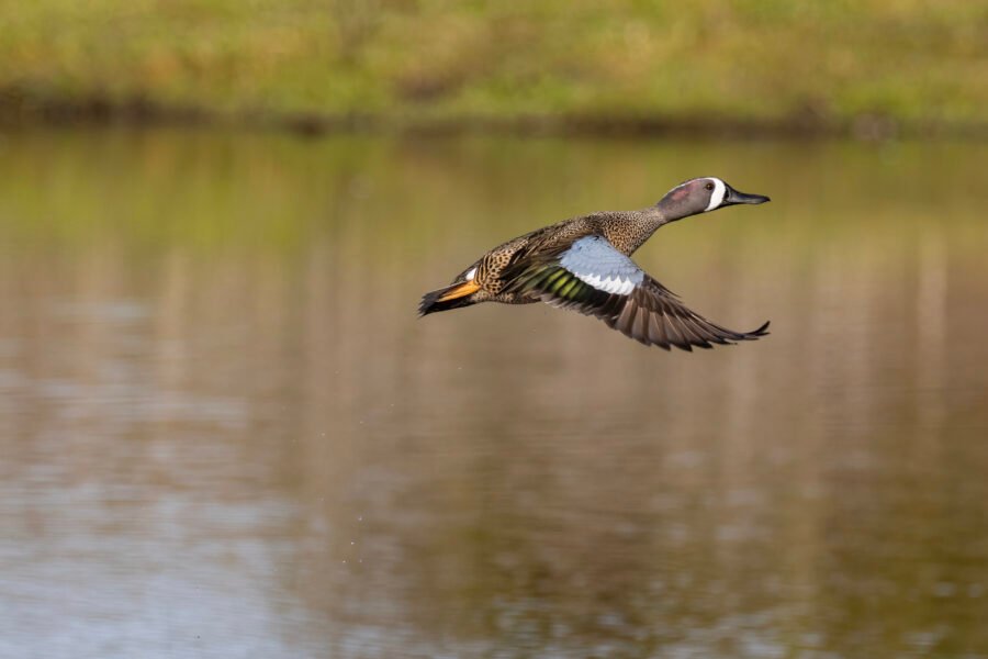 Blue Winged Teal Drake Taking Off