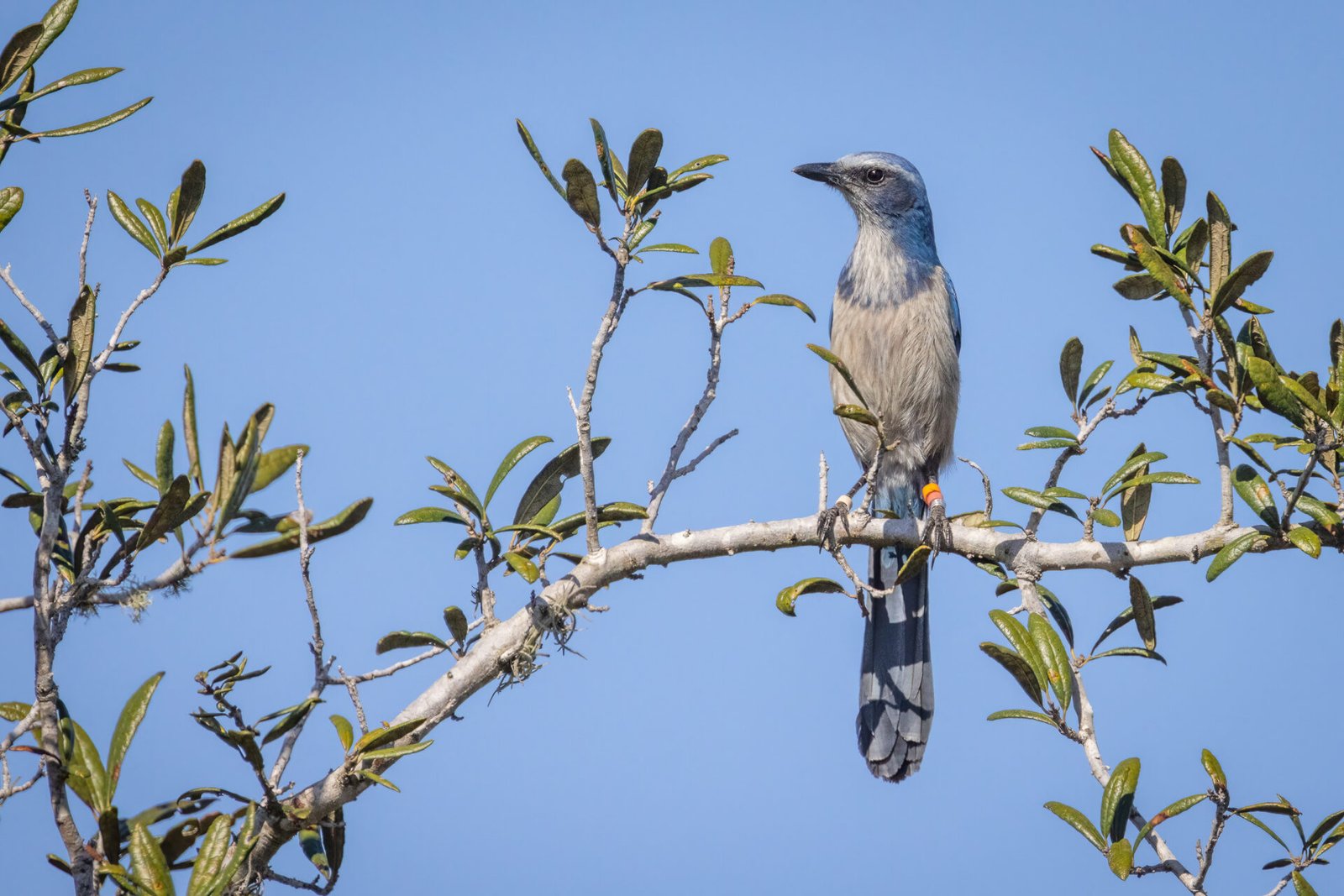 Florida Scrub Jay Alertly Watching From Scrub Oak Branch