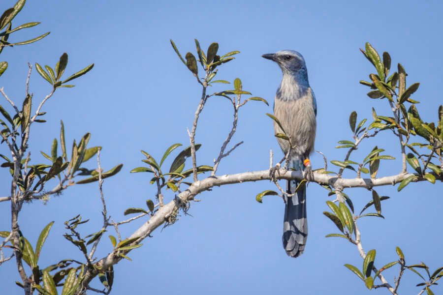 Florida Scrub Jay Alertly Watching From Scrub Oak Branch