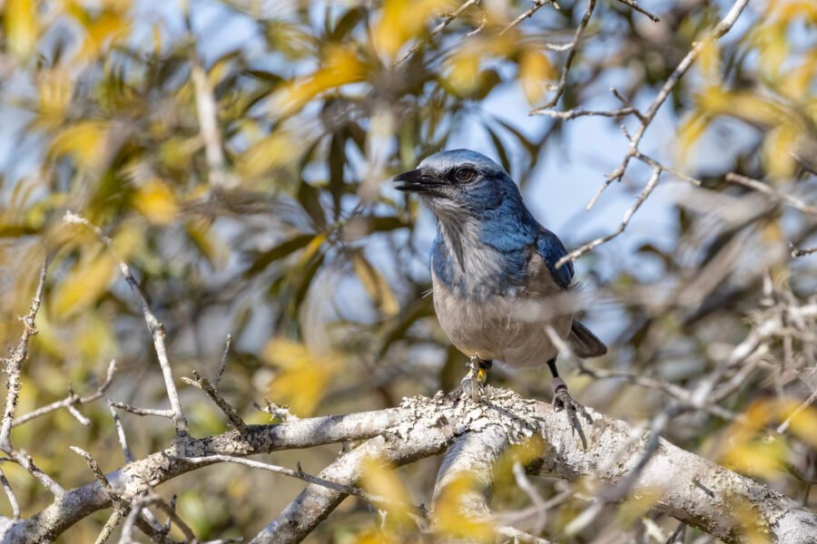 Florida Scrub Jay Chattering From Scrub Oak