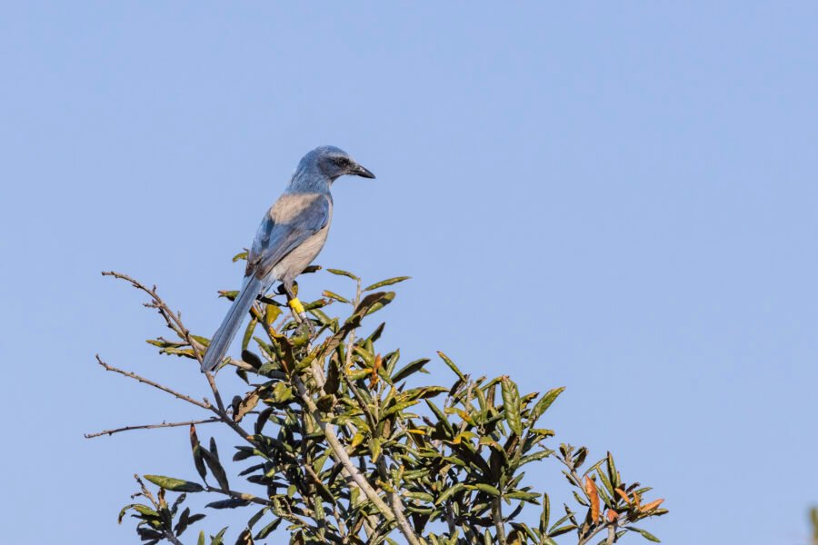 Florida Scrub Jay Perched On Very Top Scrub Oak Branch