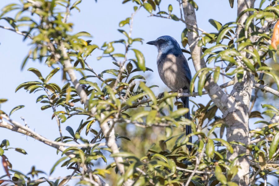 Florida Scrub Jay Resting In Middle Of Scrub Oak