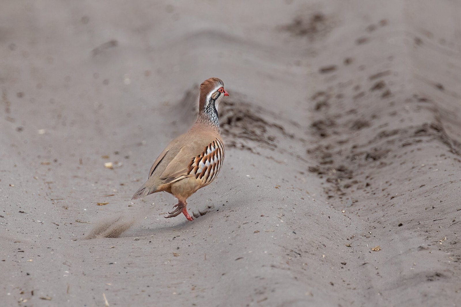 Red Legged Partridge Running Across Dirt Road