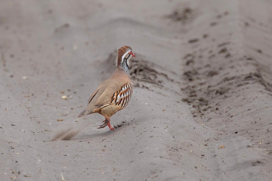 Red Legged Partridge Running Across Dirt Road