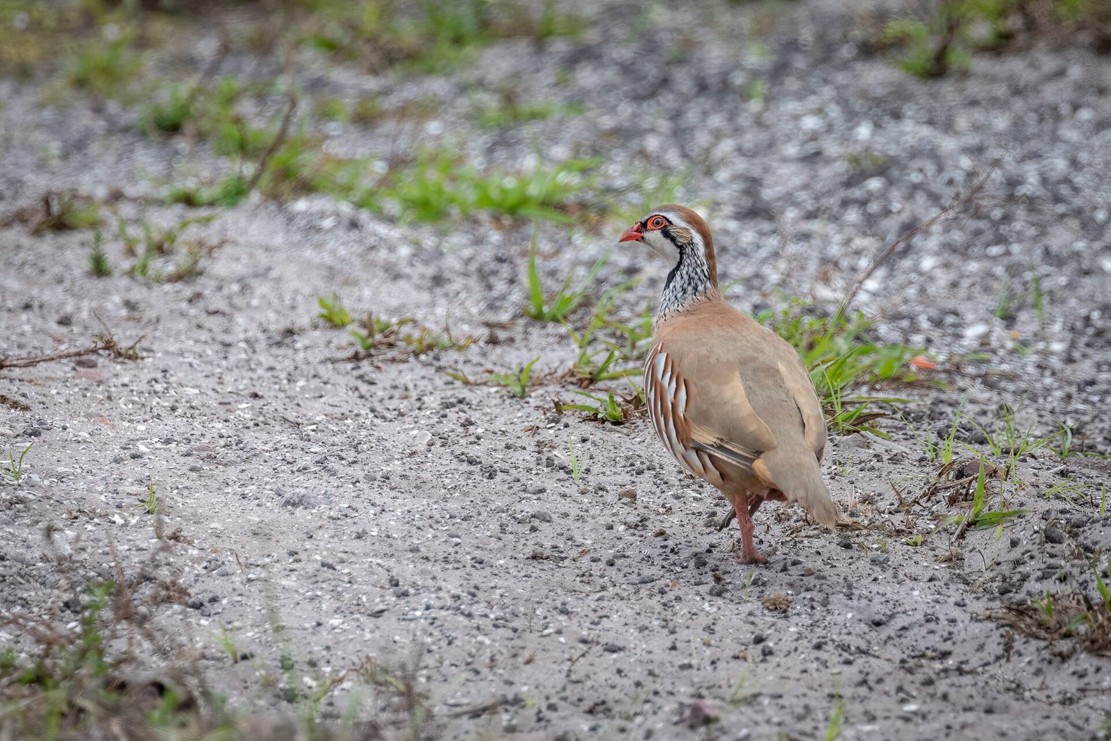 Red Legged Partridge Walking Along Edge Of Road