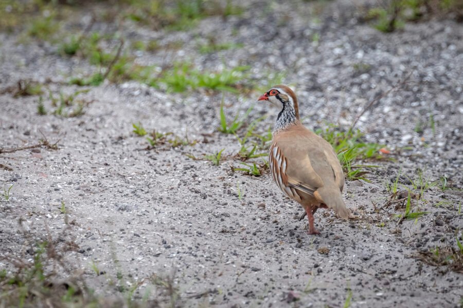 Red Legged Partridge Walking Along Edge Of Road