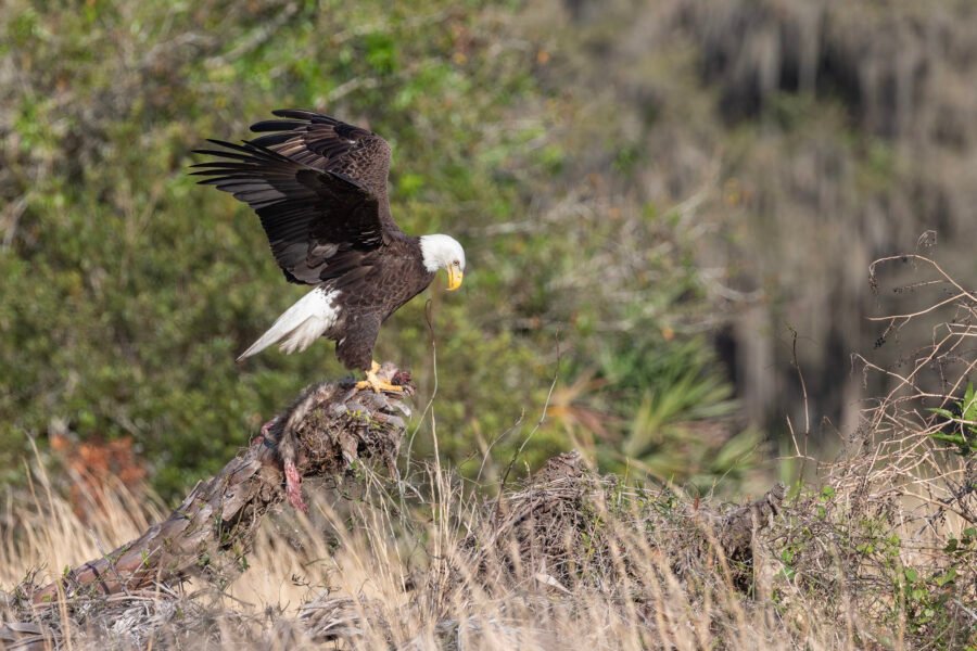 Bald Eagle Flapping Wings With Road Kill