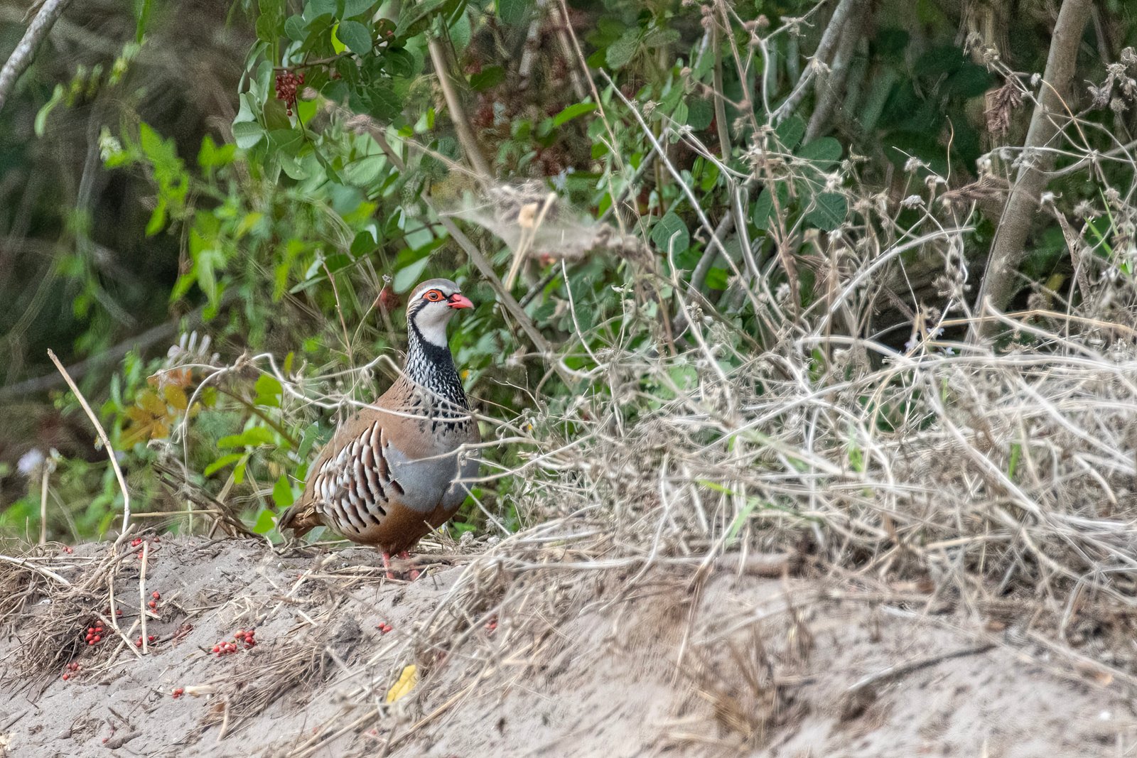 Red Legged Partridge Standing Along Edge Of Brush