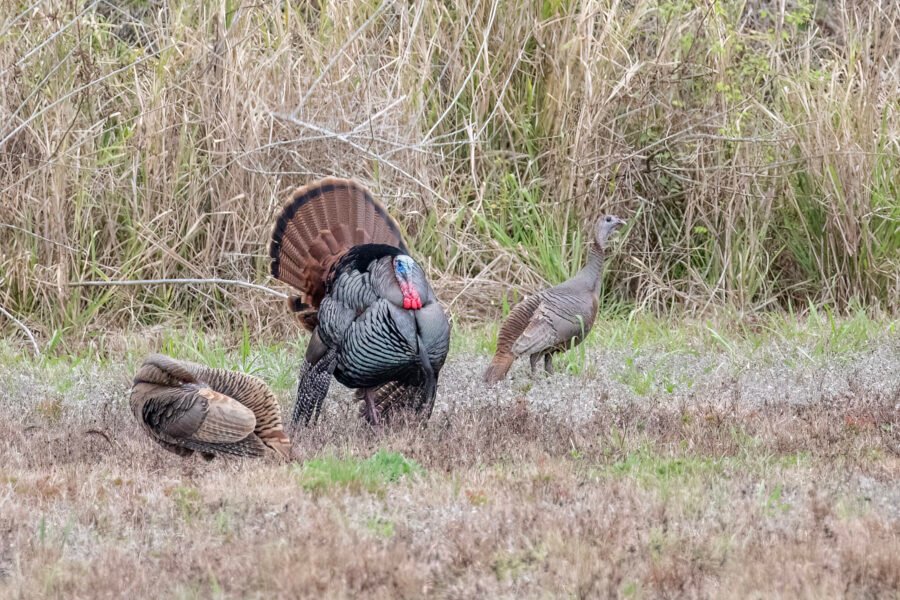 Wild Turkey Male Fanning For Females