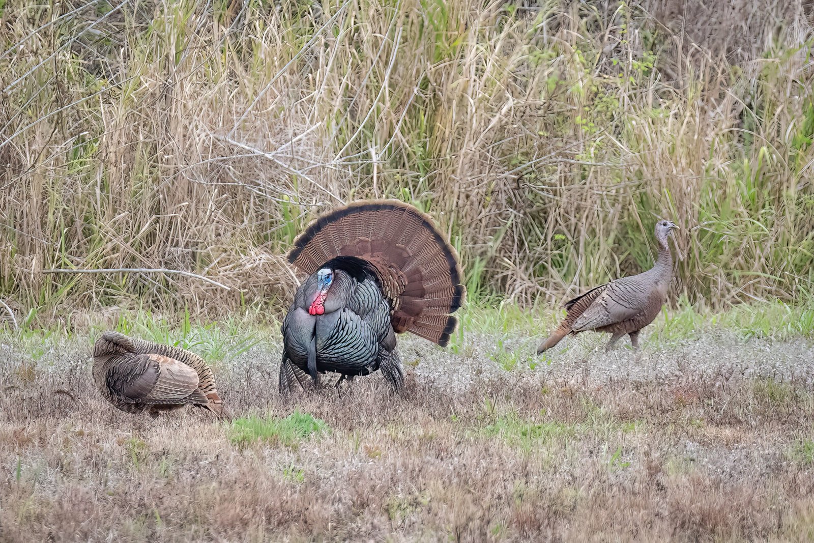 Wild Turkey Male Strutting Around Females