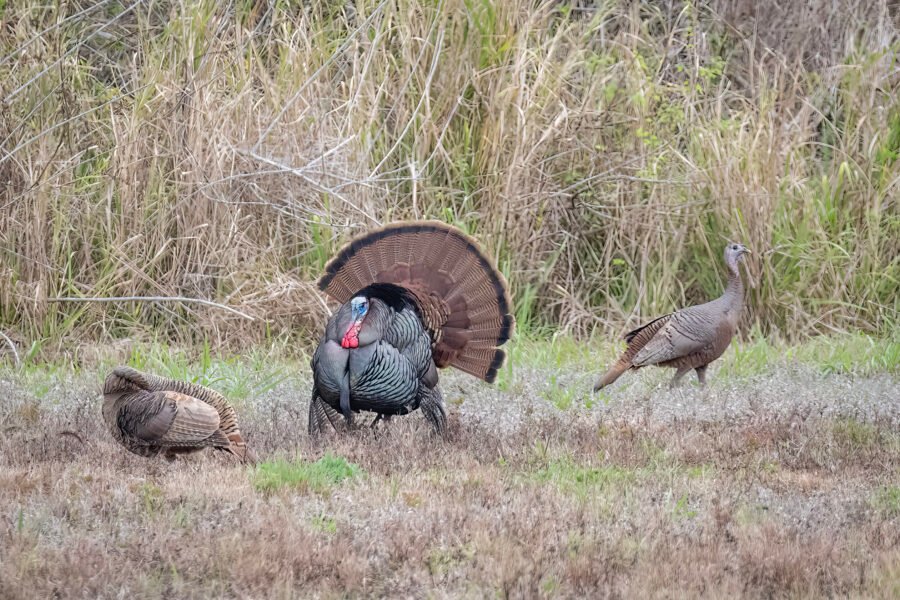 Wild Turkey Male Strutting Around Females