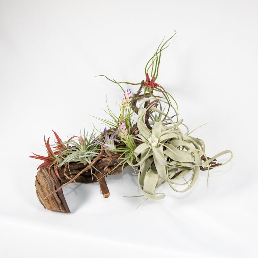 Wooden Vase With Air Plants