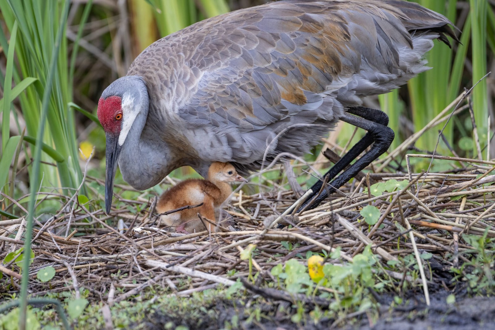 Sandhill Crane Female Covering New Chick