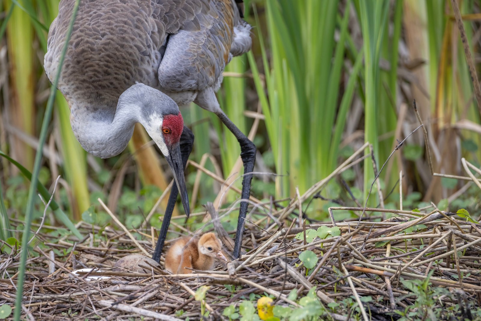 Sandhill Crane Female Nudging New Chick