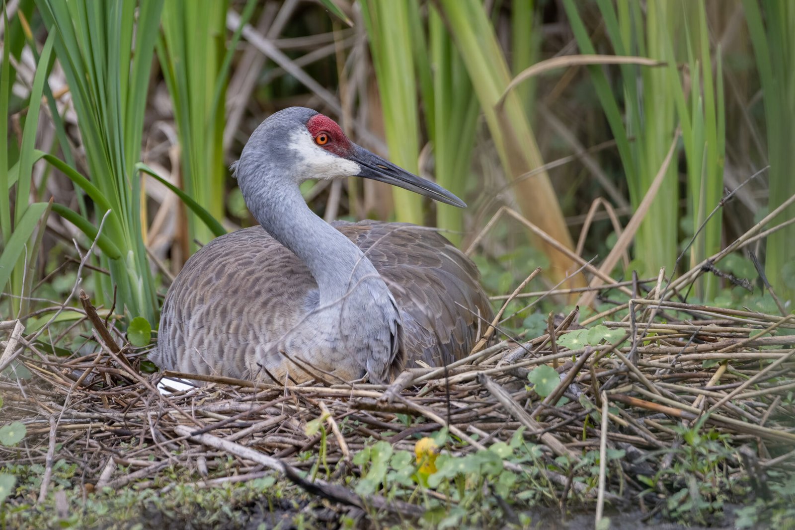 Sandhill Crane Female Sitting On Nest