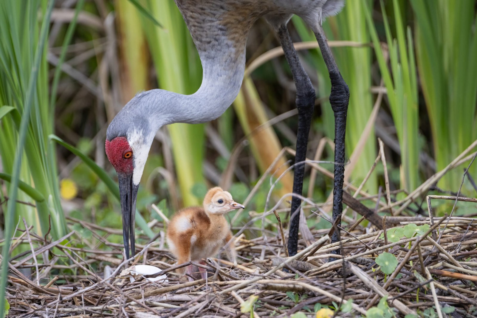 Sandhill Crane Female Tending New Chick And Unhatched Egg