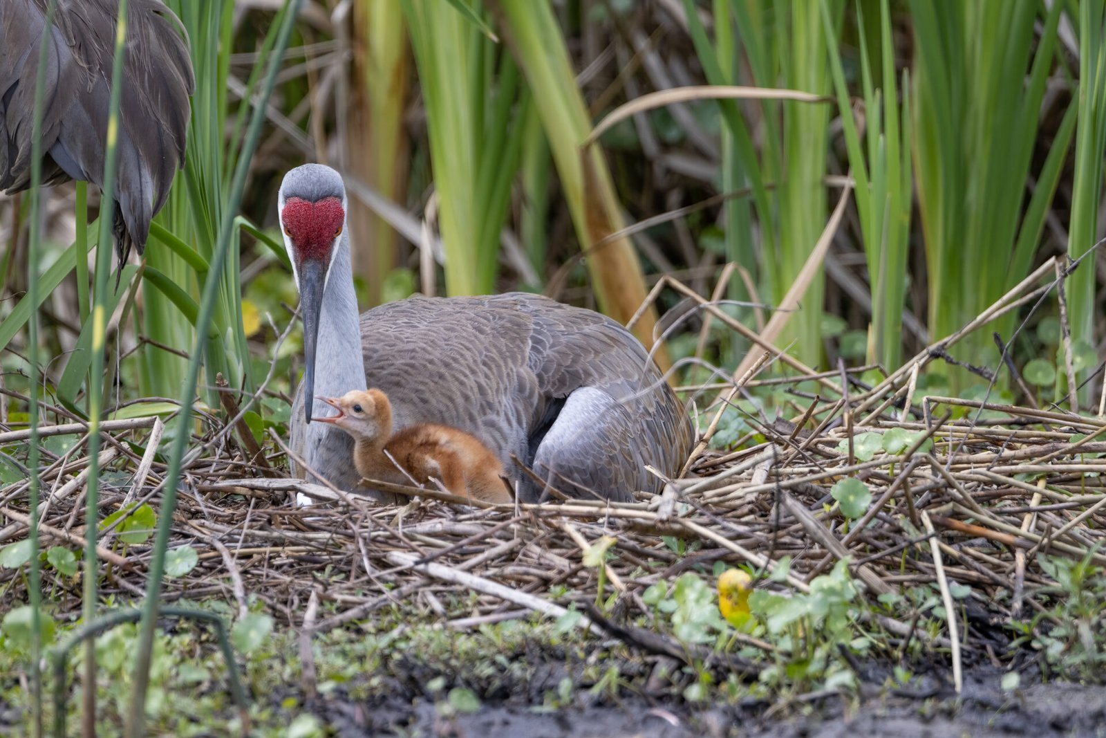 Sandhill Crane Female Tending To New Chick
