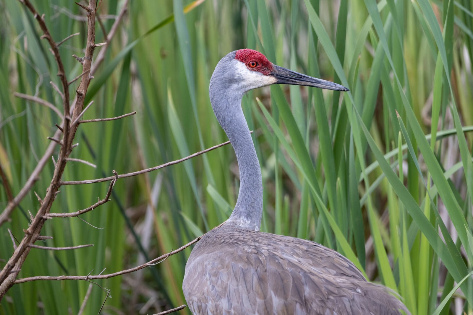 Sandhill Crane Male Looking Back Over Nest