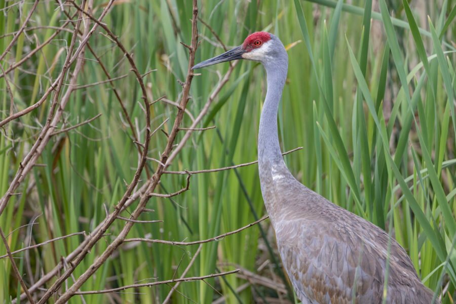 Sandhill Crane Male Watching Over Nest