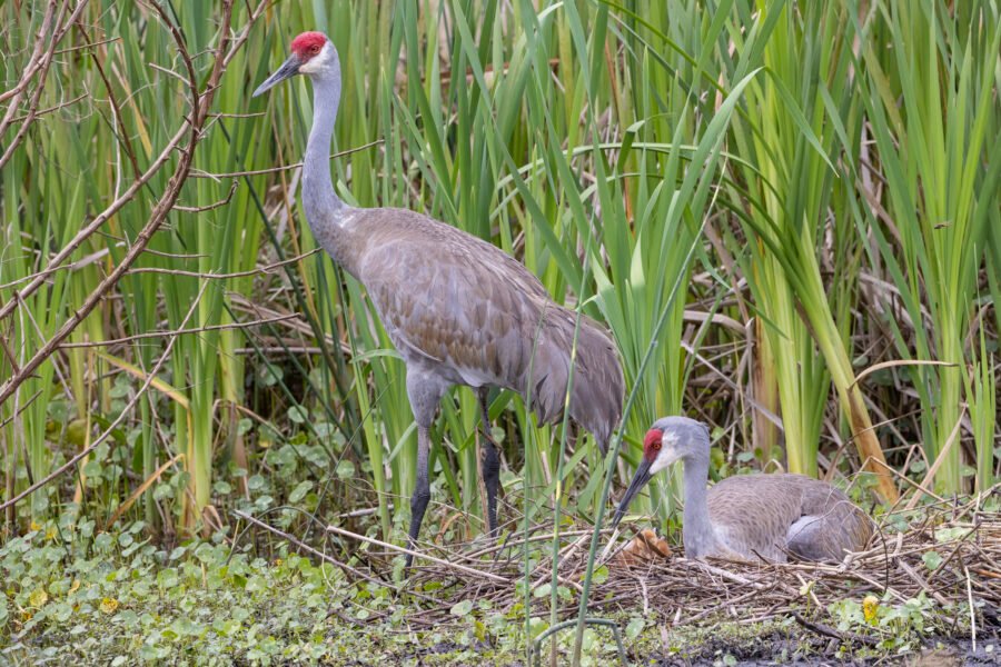 Sandhill Crane Pair Tending To New Chick