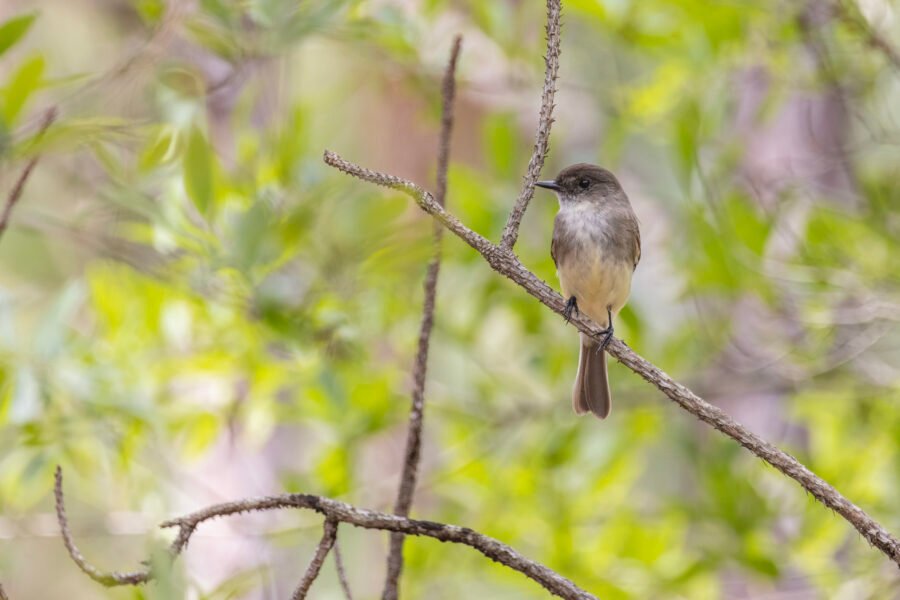 Eastern Phoebe Resting On Branch