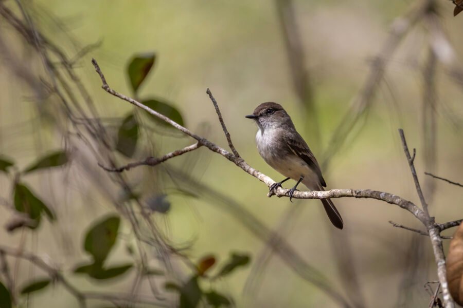 Eastern Phoebe Perched On Branch