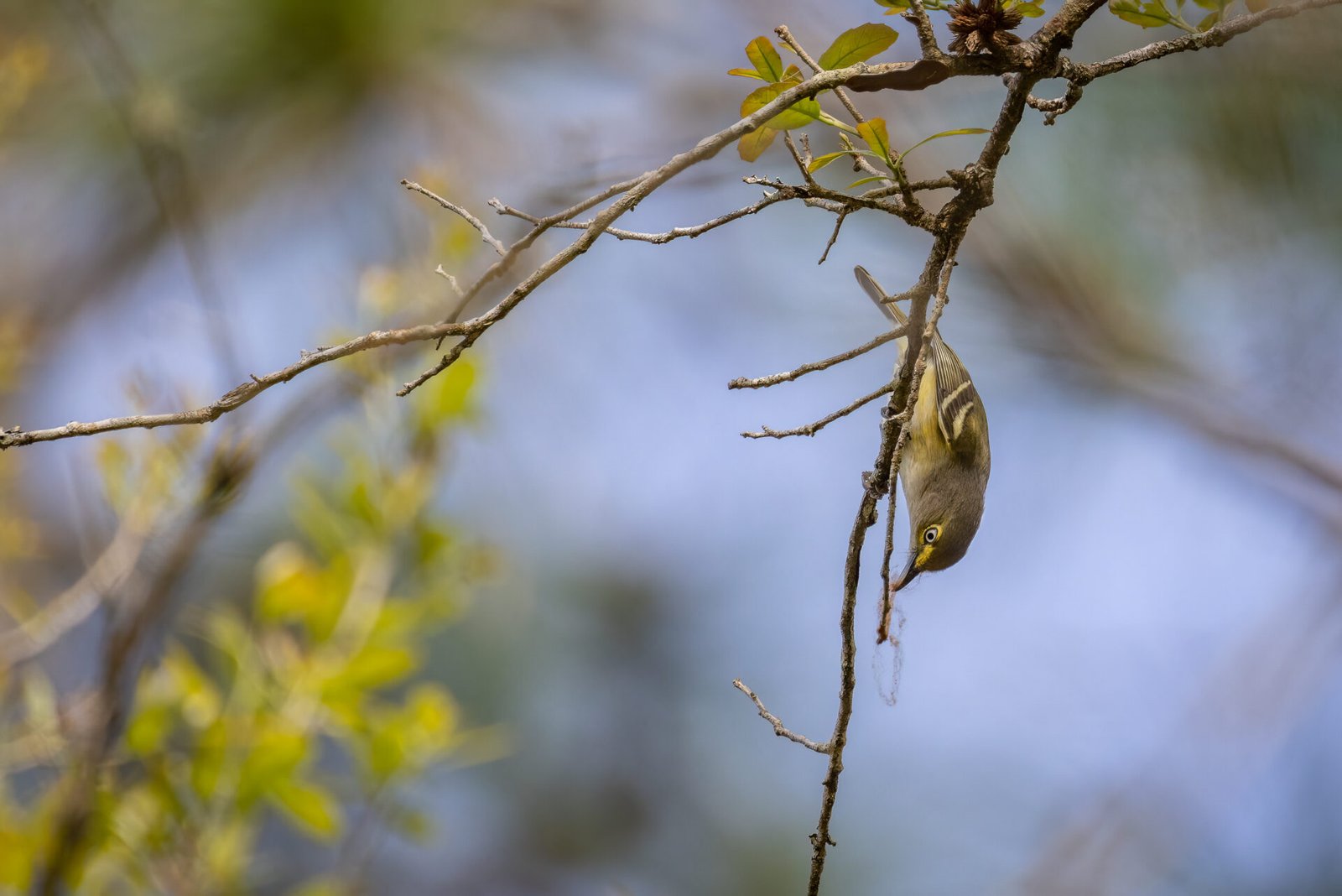 White Eyed Vireo Picking Through Moss For Bugs