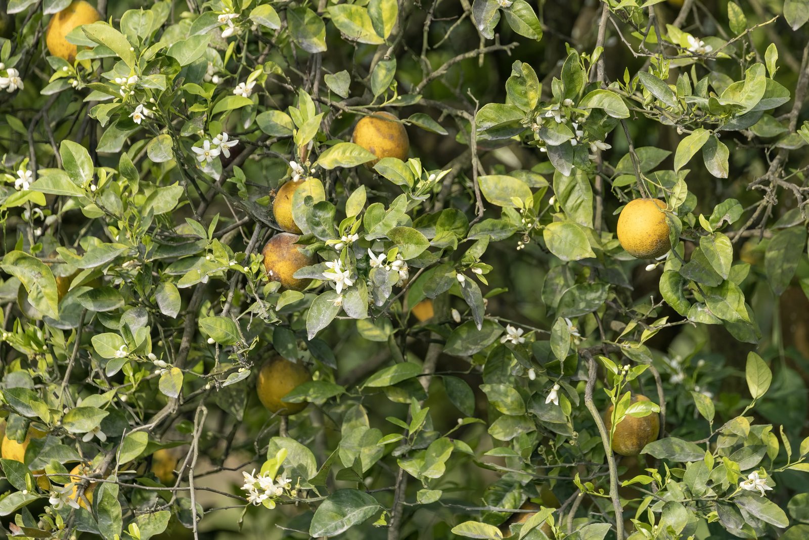 Orange Tree With Blossoms And Fruit