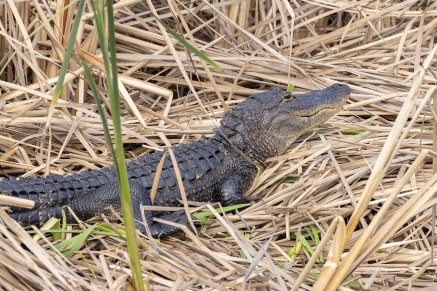 Alligator Sunning In Reeds