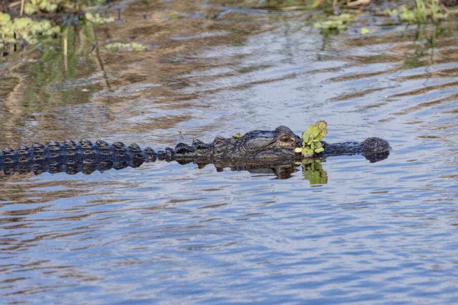 Alligator Swimming With Branch On Snout