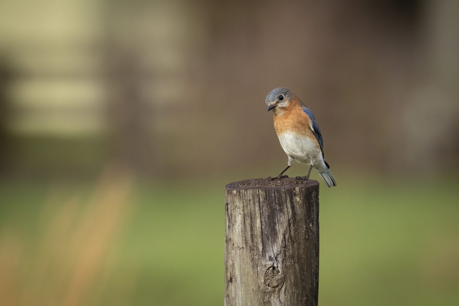 Bluebird Female On Post Looking Down