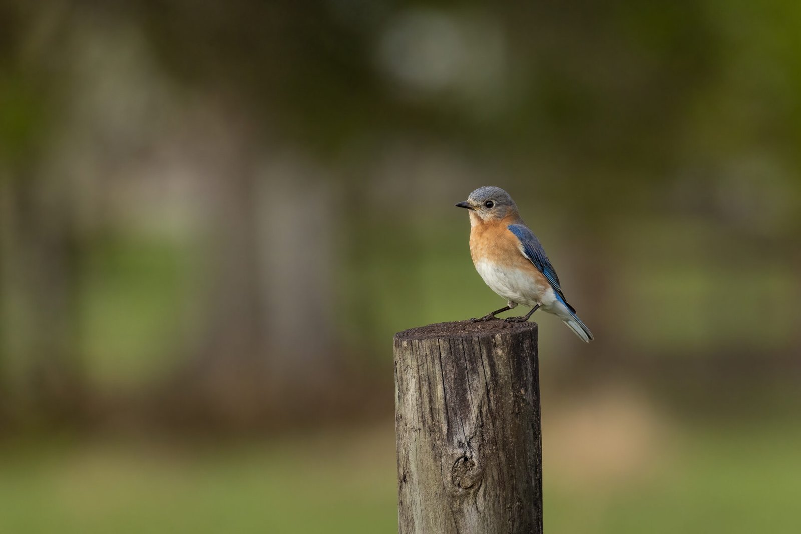 Bluebird Female Sitting On Top Of Post