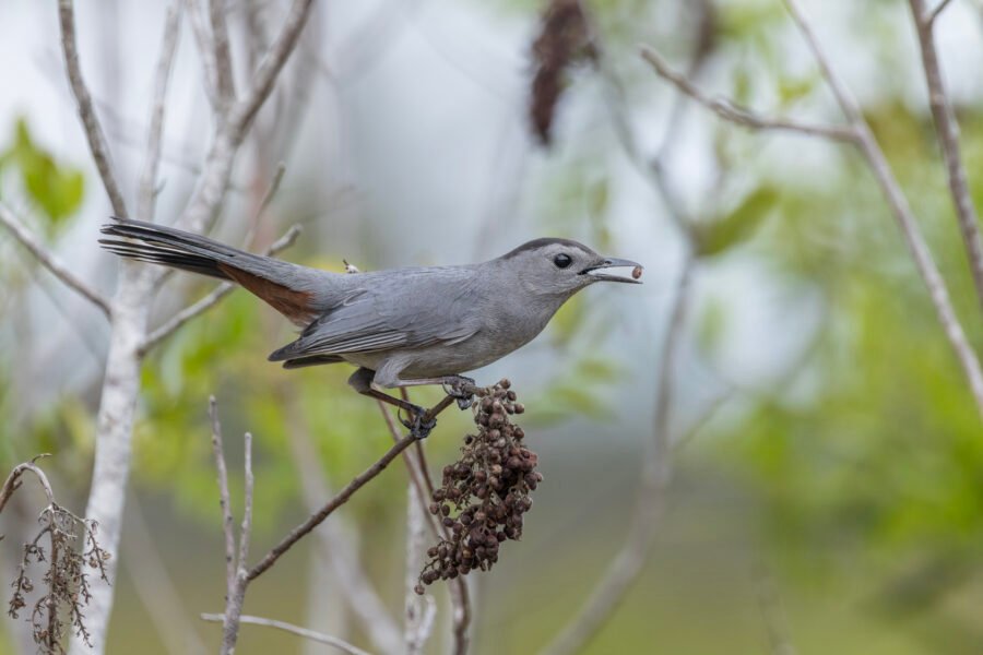 Gray Catbird Picking Dried Berries