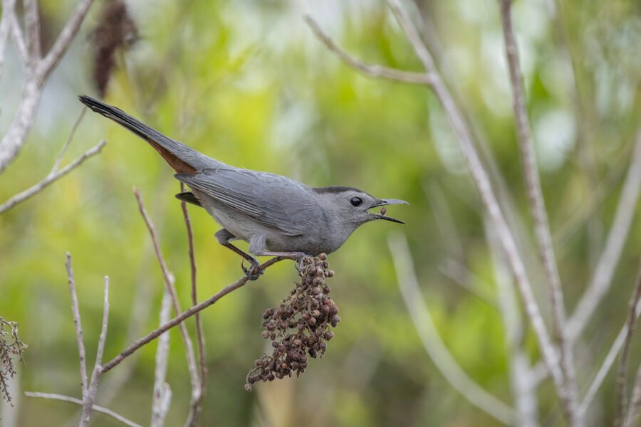 Gray Catbird Ready To Swallow Dried Berry