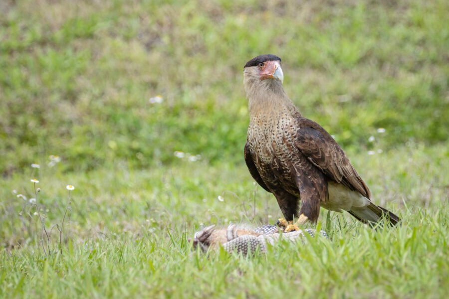 Juvenile Caracara Guarding Armadillo Carcass