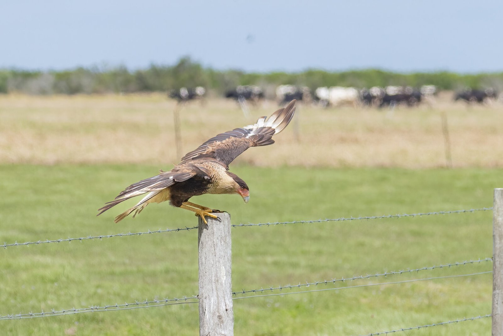 Juvenile Caracara Landing On Post