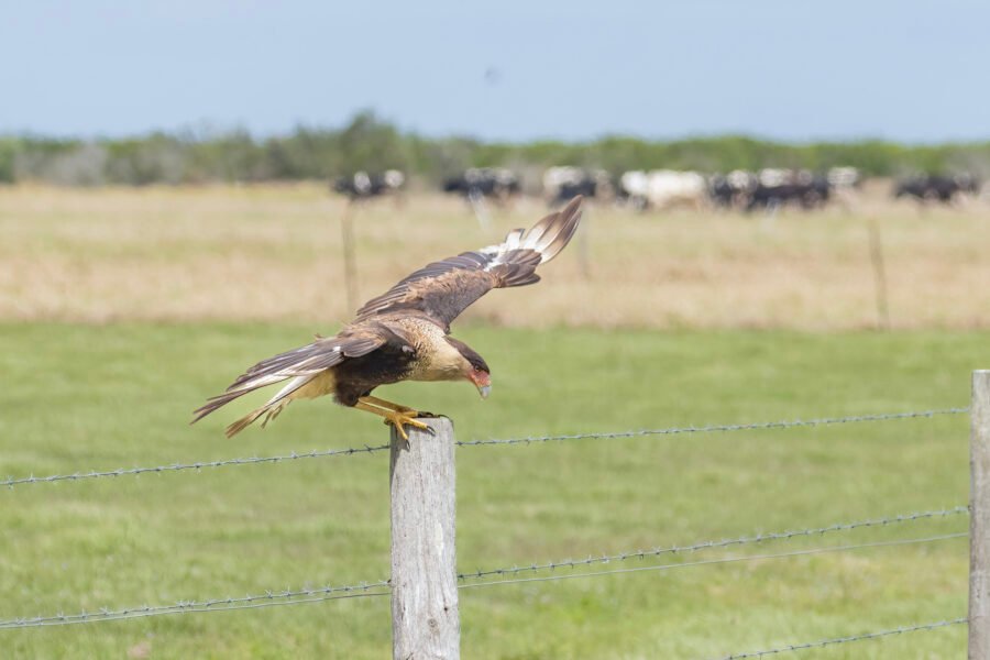 Juvenile Caracara Landing On Post