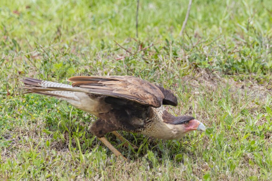 Juvenile Caracara Ready To Take Flight